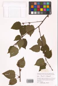 Betula ermanii var. lanata Regel, Siberia (no precise locality) (S0) (Russia)