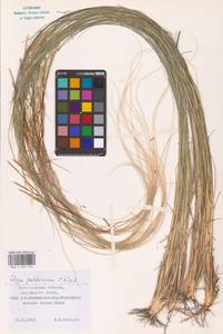 Stipa pulcherrima K.Koch, Eastern Europe (no precise locality) (E0)