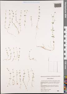 Galium trifidum L., Siberia, Russian Far East (S6) (Russia)