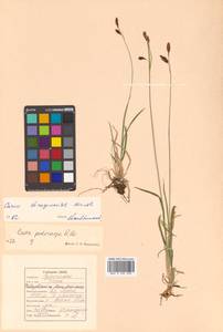 Carex scita var. riishirensis (Franch.) Kük., Siberia, Russian Far East (S6) (Russia)