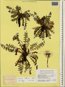 Taraxacum hellenicum Dahlst., Crimea (KRYM) (Russia)