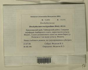 Brachytheciastrum trachypodium (Brid.) Ignatov & Huttunen, Bryophytes, Bryophytes - Krasnoyarsk Krai, Tyva & Khakassia (B17) (Russia)