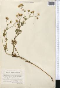 Senecio subdentatus Ledeb., Middle Asia, Caspian Ustyurt & Northern Aralia (M8) (Kazakhstan)