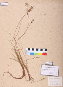 Carex lasiocarpa Ehrh., Siberia, Altai & Sayany Mountains (S2) (Russia)