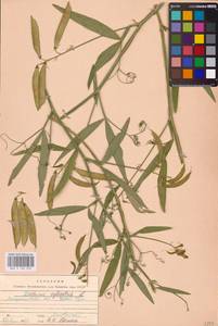 Lathyrus sylvestris L., Eastern Europe, West Ukrainian region (E13) (Ukraine)