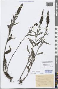 Veronica incana L., Eastern Europe, Central forest-and-steppe region (E6) (Russia)