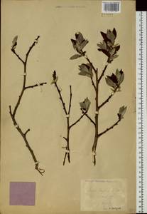 Salix caprea L., Siberia, Russian Far East (S6) (Russia)