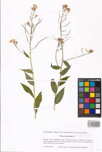 Hesperis sibirica L., Eastern Europe, Moscow region (E4a) (Russia)