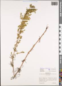 Galium verum L., Eastern Europe, Middle Volga region (E8) (Russia)