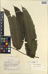 Cyathea chocoensis (Stolze) Lehnert, America (AMER) (Colombia)