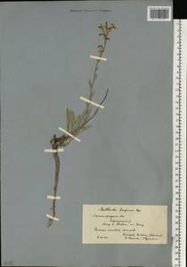 Matthiola fragrans (Fisch.) Bunge, Eastern Europe, Lower Volga region (E9) (Russia)