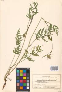 Silphiodaucus prutenicus subsp. prutenicus, Eastern Europe, Moscow region (E4a) (Russia)