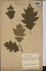 Quercus rubra L., America (AMER) (Not classified)