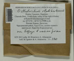Lewinskya vladikavkana (Venturi) F. Lara, Garilleti & Goffinet, Bryophytes, Bryophytes - North Caucasus & Ciscaucasia (B12) (Russia)