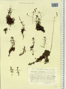 Saxifraga bronchialis subsp. bronchialis, Siberia, Yakutia (S5) (Russia)