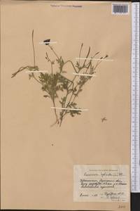 Roemeria hybrida (L.) DC., Middle Asia, Syr-Darian deserts & Kyzylkum (M7)