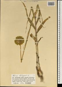 Allium obliquum L., Mongolia (MONG) (Mongolia)