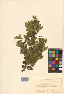 Ilex crenata Thunb., Siberia, Russian Far East (S6) (Russia)