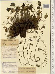 Campanula saxifraga subsp. argunensis (Rupr.) Ogan., Caucasus, North Ossetia, Ingushetia & Chechnya (K1c) (Russia)