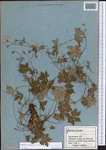 Geranium rectum Trautv., Middle Asia, Northern & Central Tian Shan (M4) (Kyrgyzstan)