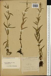 Epilobium palustre L., Eastern Europe, Central forest region (E5) (Russia)