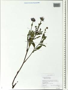 Aster amellus L., Eastern Europe, Middle Volga region (E8) (Russia)