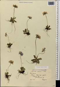 Primula algida Adams, Caucasus, South Ossetia (K4b) (South Ossetia)