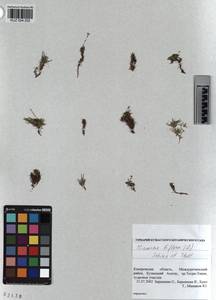 KUZ 004 202, Cherleria biflora (L.) comb. ined., Siberia, Altai & Sayany Mountains (S2) (Russia)