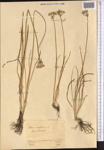Allium angulosum L., Middle Asia, Northern & Central Kazakhstan (M10) (Kazakhstan)