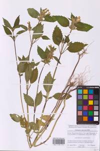 Galeopsis speciosa Mill., Eastern Europe, Moscow region (E4a) (Russia)