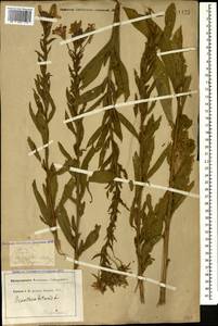 Oenothera biennis L., Caucasus, North Ossetia, Ingushetia & Chechnya (K1c) (Russia)