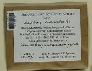 Fissidens osmundioides Hedw., Bryophytes, Bryophytes - Russian Far East (excl. Chukotka & Kamchatka) (B20) (Russia)