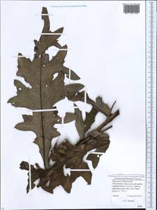 Lophiolepis buschiana (Kharadze) Bures, Del Guacchio, Iamonico & P. Caputo, Caucasus, Stavropol Krai, Karachay-Cherkessia & Kabardino-Balkaria (K1b) (Russia)