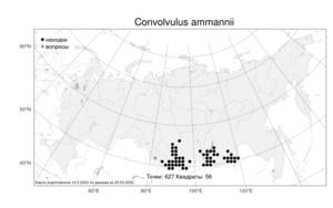 Convolvulus ammannii Desr., Atlas of the Russian Flora (FLORUS) (Russia)