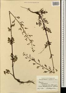 Scrophularia lucida L., Caucasus, Georgia (K4) (Georgia)