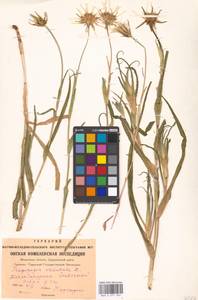 Tragopogon orientalis L., Eastern Europe, Moscow region (E4a) (Russia)