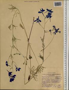 Delphinium grandiflorum L., Siberia, Altai & Sayany Mountains (S2) (Russia)