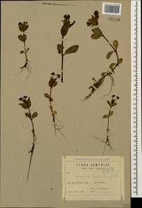 Veronica beccabunga L., Caucasus, Armenia (K5) (Armenia)