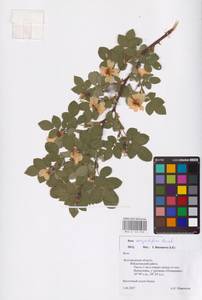 Rosa corymbifera Borkh., Eastern Europe, Central forest-and-steppe region (E6) (Russia)