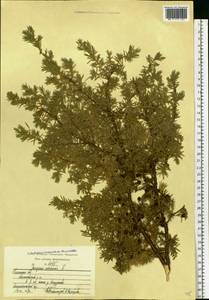 Juniperus communis L., Eastern Europe, Central region (E4) (Russia)