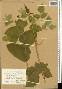 Smyrnium perfoliatum L., Caucasus, Stavropol Krai, Karachay-Cherkessia & Kabardino-Balkaria (K1b) (Russia)