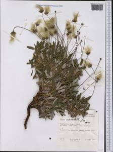 Dryas integrifolia subsp. crenulata (Juz.) Scoggan, America (AMER) (Canada)