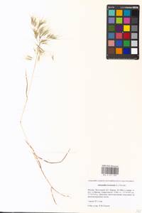 Bromus tectorum L., Eastern Europe, Moscow region (E4a) (Russia)