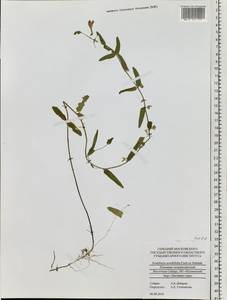 Scutellaria scordiifolia Fisch. ex Schrank, Siberia, Altai & Sayany Mountains (S2) (Russia)