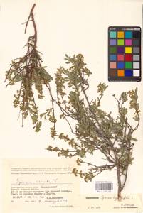 Spiraea hypericifolia L., Eastern Europe, Lower Volga region (E9) (Russia)