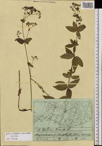 Galium platygalium (Maxim.) Pobed., Siberia, Russian Far East (S6) (Russia)