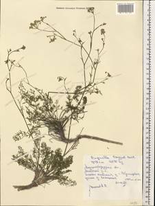 Pimpinella tragium Vill., Eastern Europe, North Ukrainian region (E11) (Ukraine)