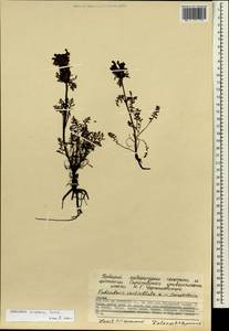 Pedicularis eriophora Turcz., Siberia, Chukotka & Kamchatka (S7) (Russia)