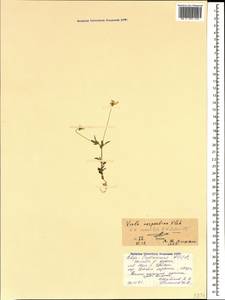 Viola tricolor subsp. alpestris (Ging.) Ces., Caucasus, North Ossetia, Ingushetia & Chechnya (K1c) (Russia)