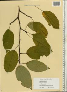 Prunus avium (L.) L., Eastern Europe, Central forest region (E5) (Russia)